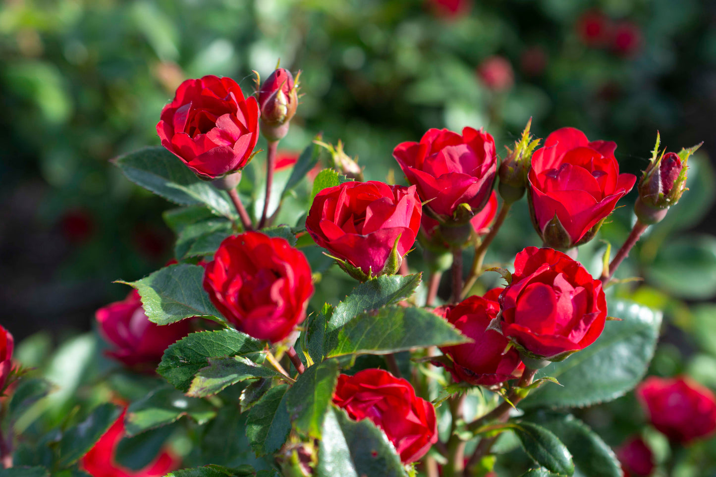 Petite knock out rose