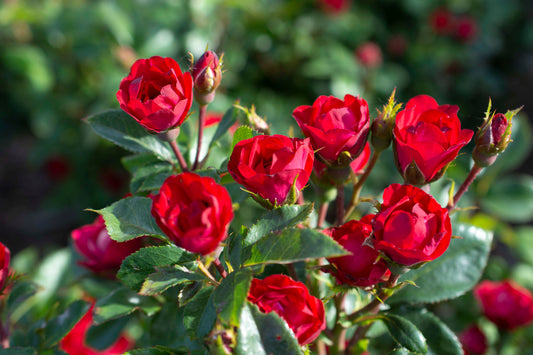 Petite knock out rose