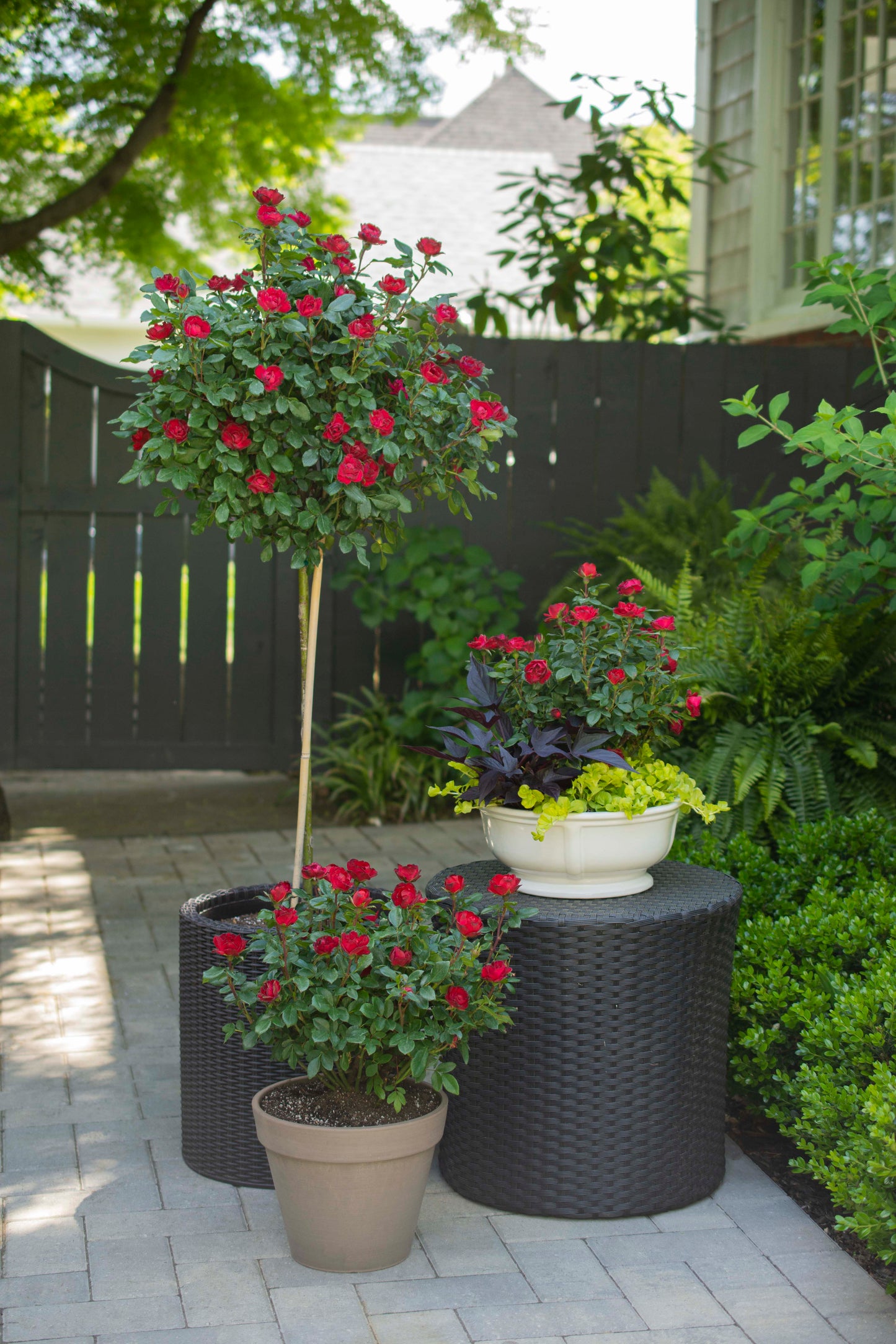 Petite knock out rose