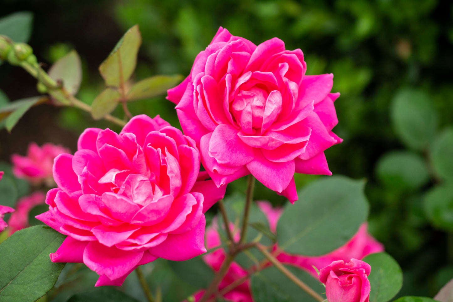 Rose Dbl. knock out pink rose