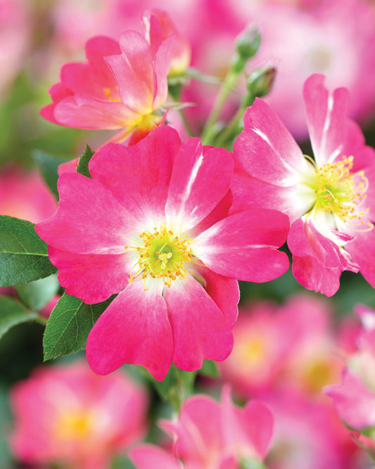 Drift rose pink