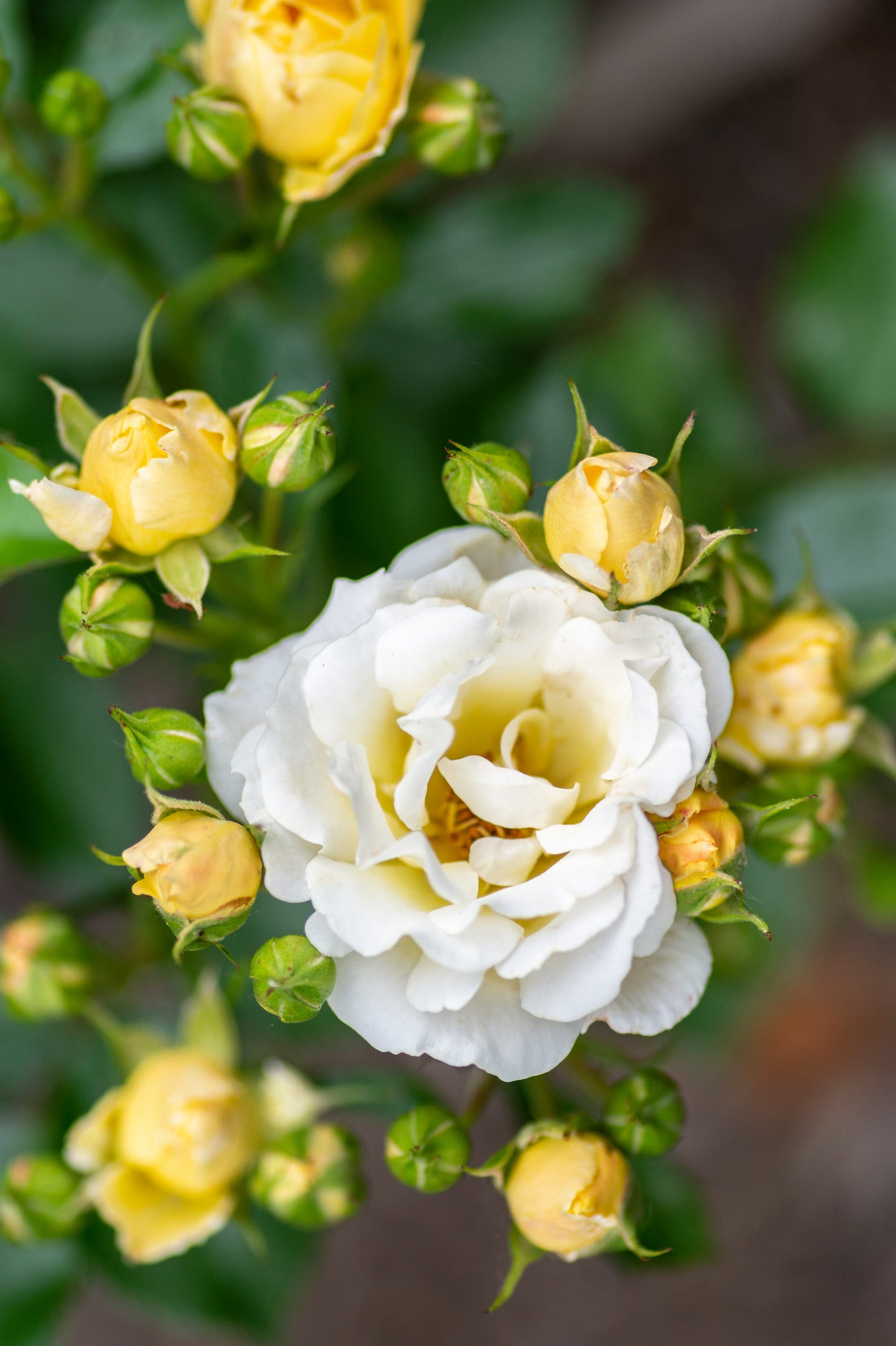 Drift rose popcorn