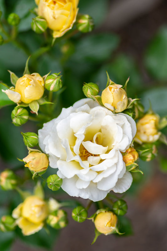 Drift rose popcorn