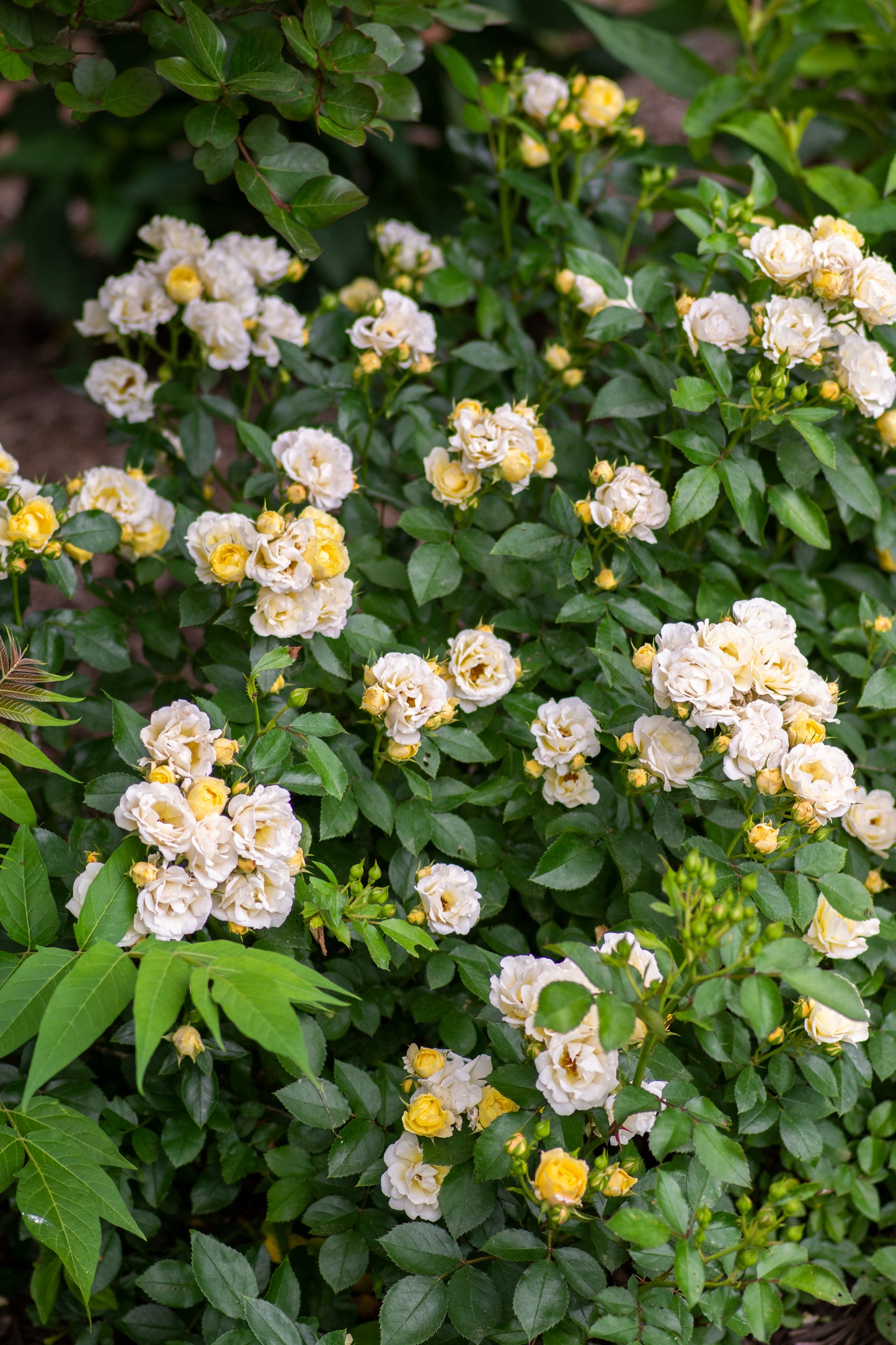 Drift rose popcorn