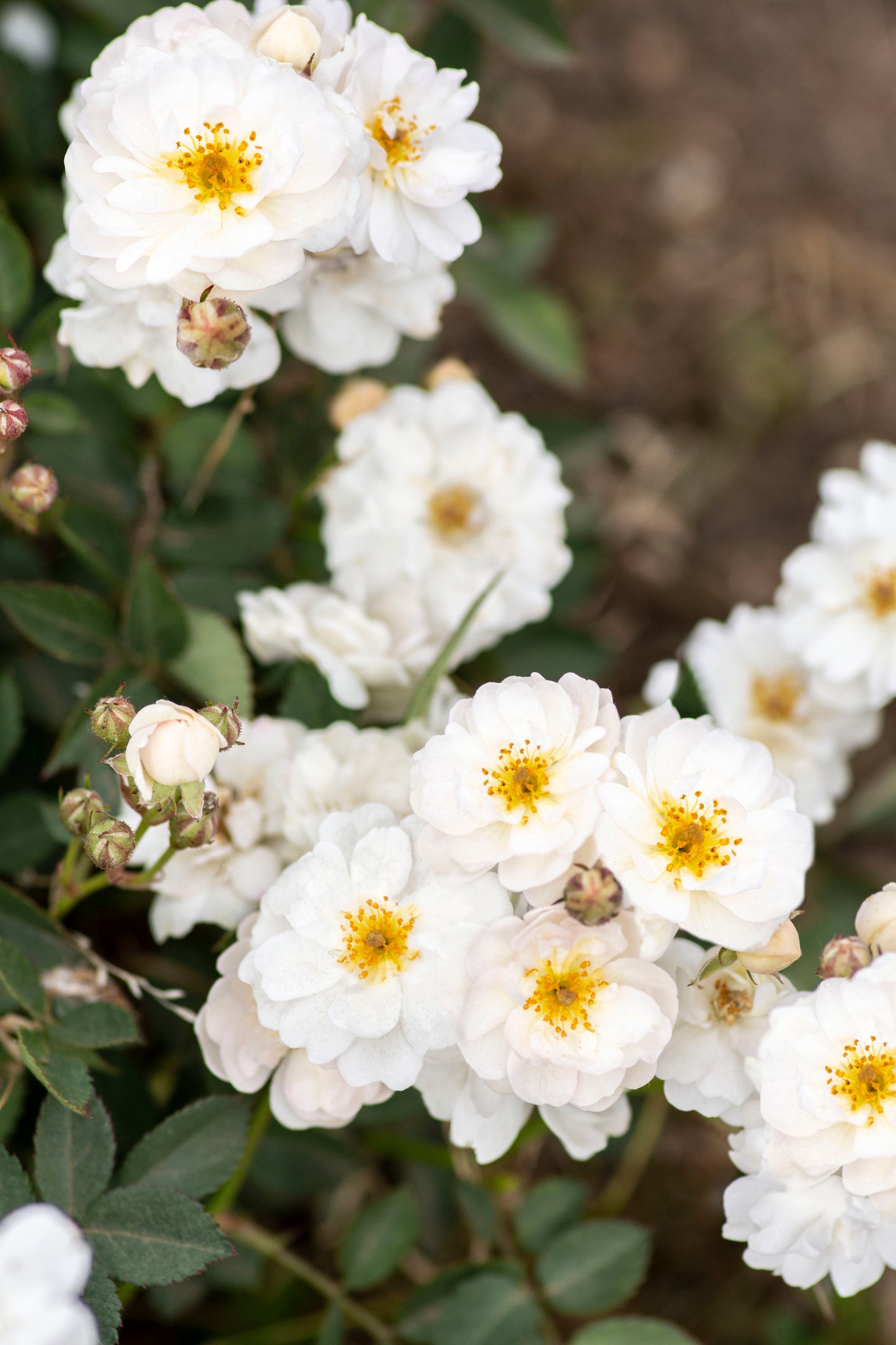 Pretty polly white rose