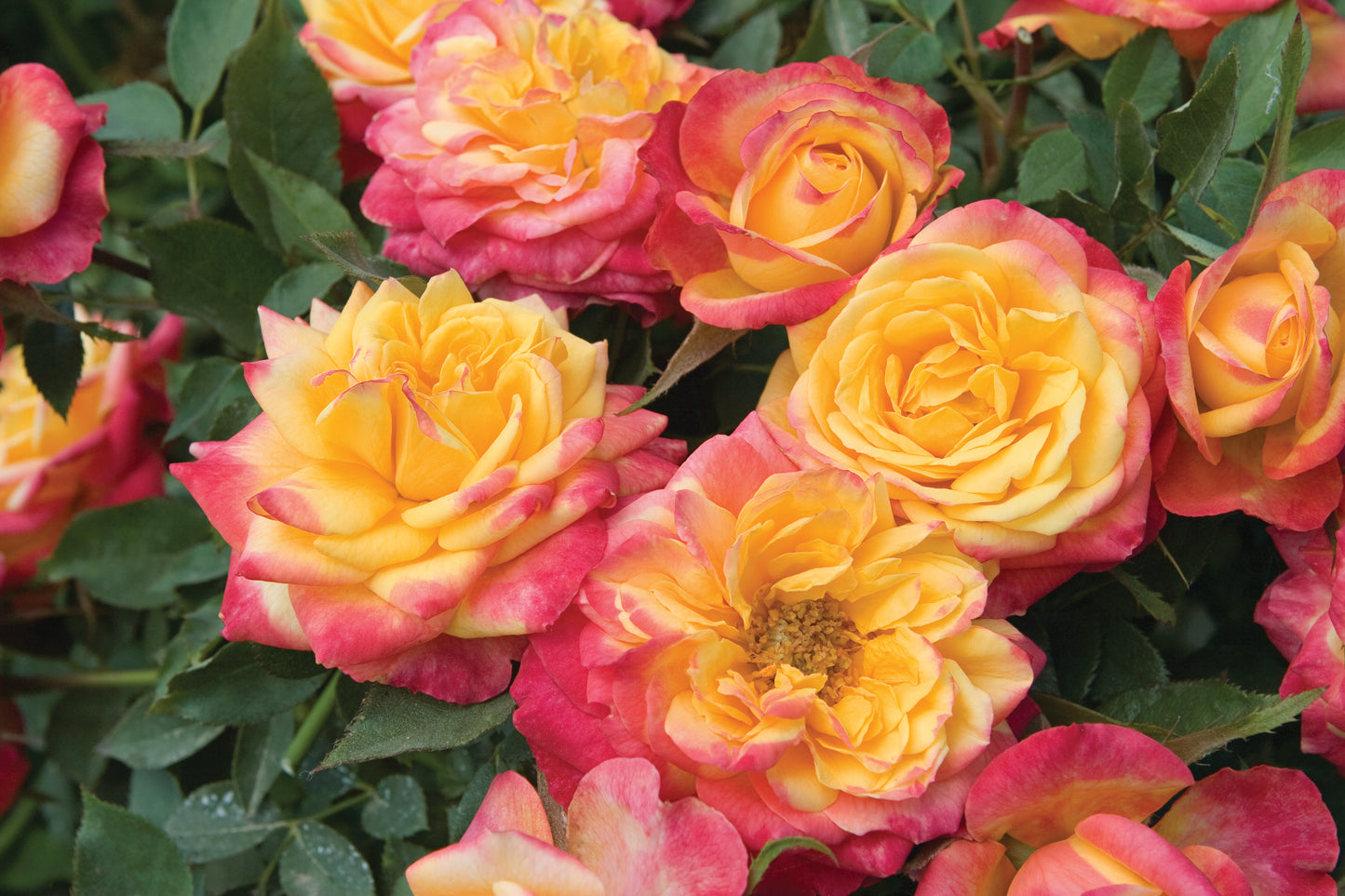 Sunblaze Rainbow Rose