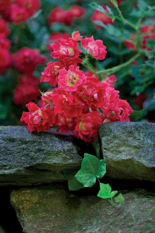 Drift rose red