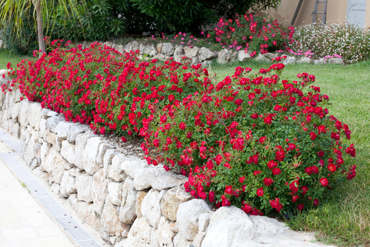 Drift rose red
