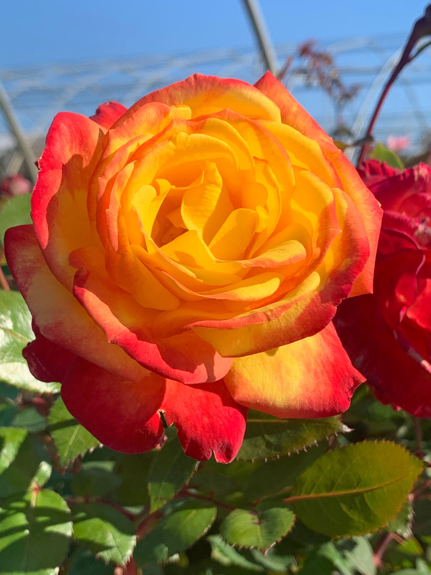 Gr Sunbelt Crazy Love