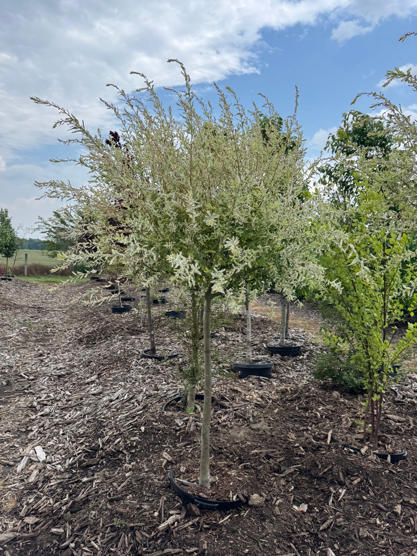 Salix Hakuro Nishiki Dapple Willow