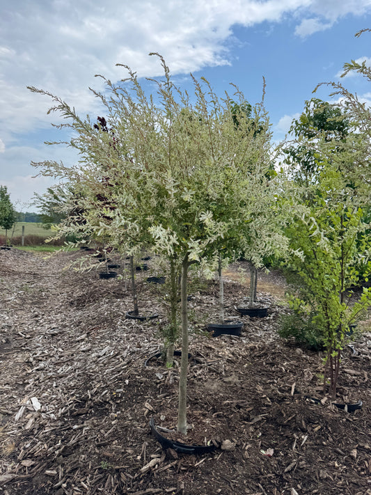 Salix Hakuro Nishiki Dapple Willow
