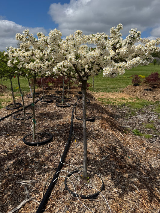 Malus Sargentina Crabapple #15