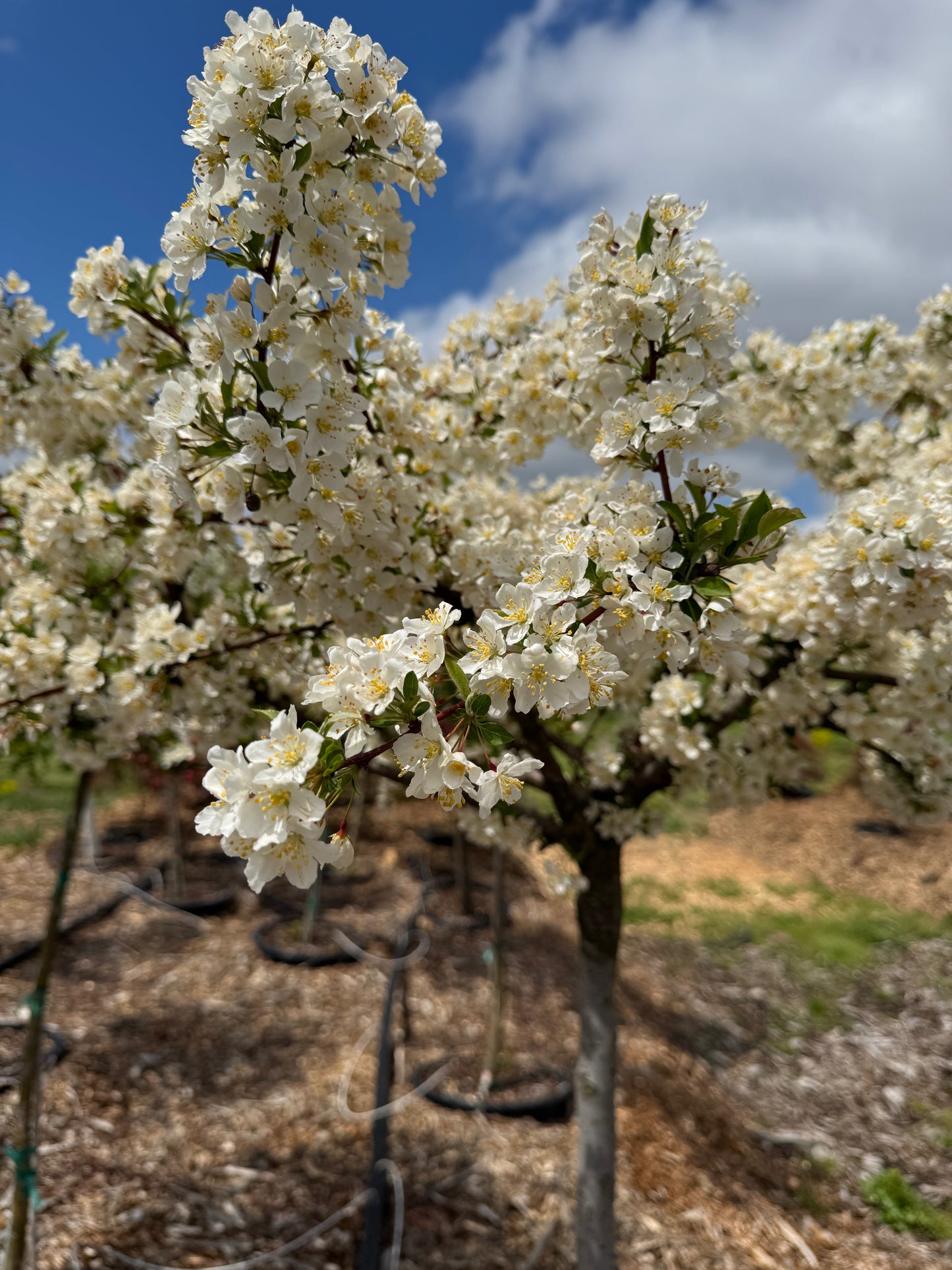 Malus Sargentina Crabapple #15