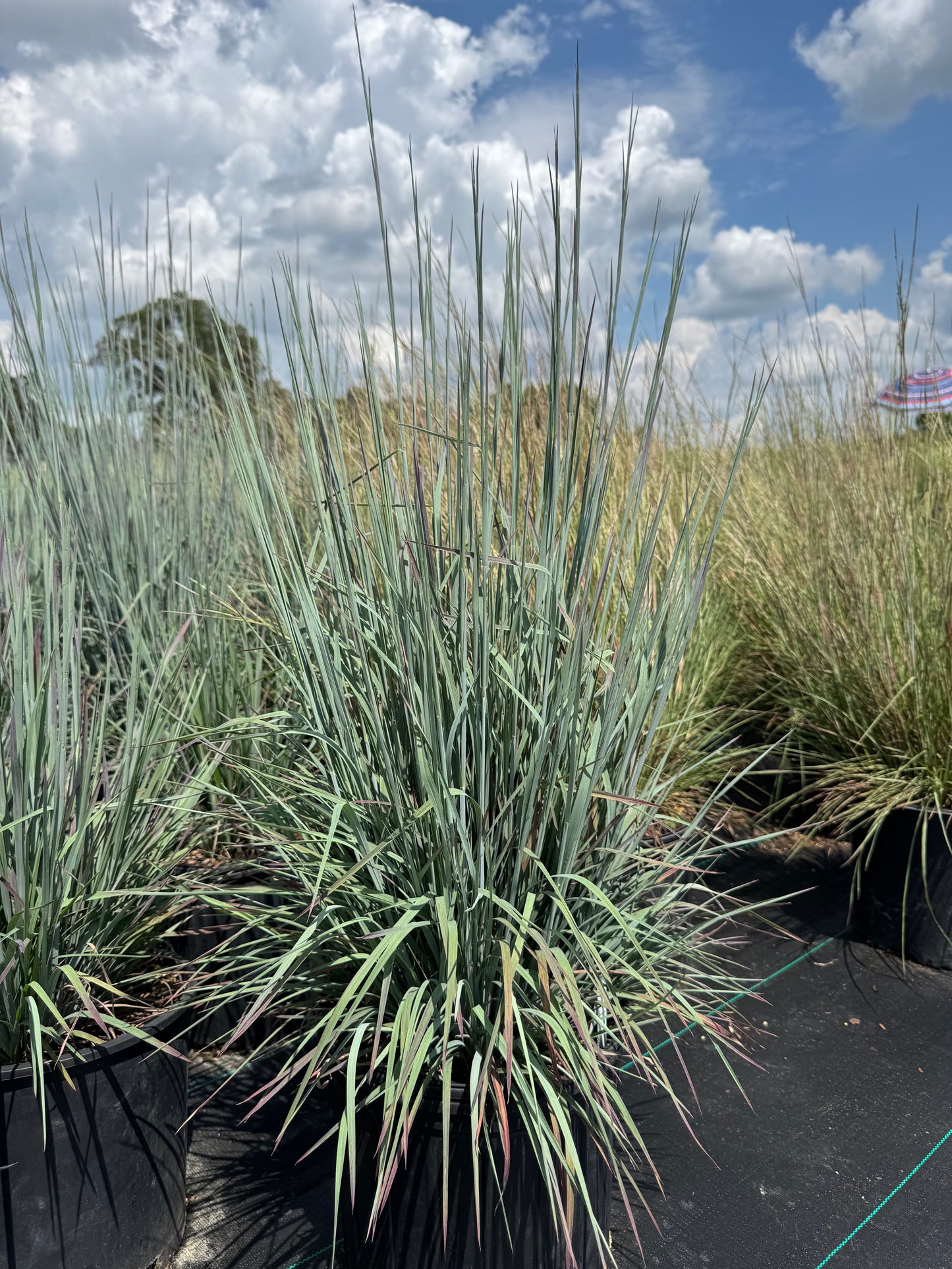 Schizachyrium Standing Ovation