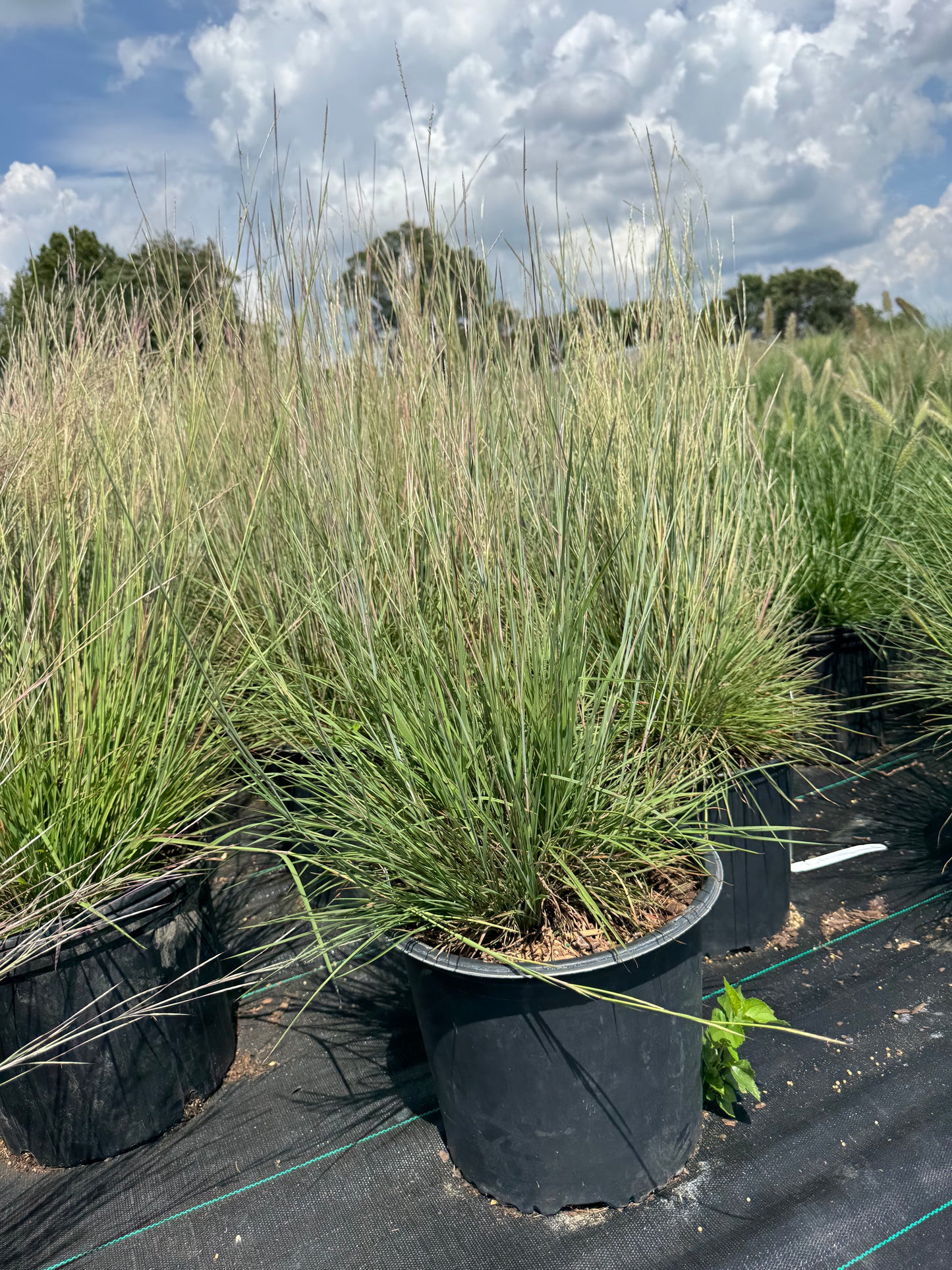 Schizachyrium Prairie Little Blue Stem