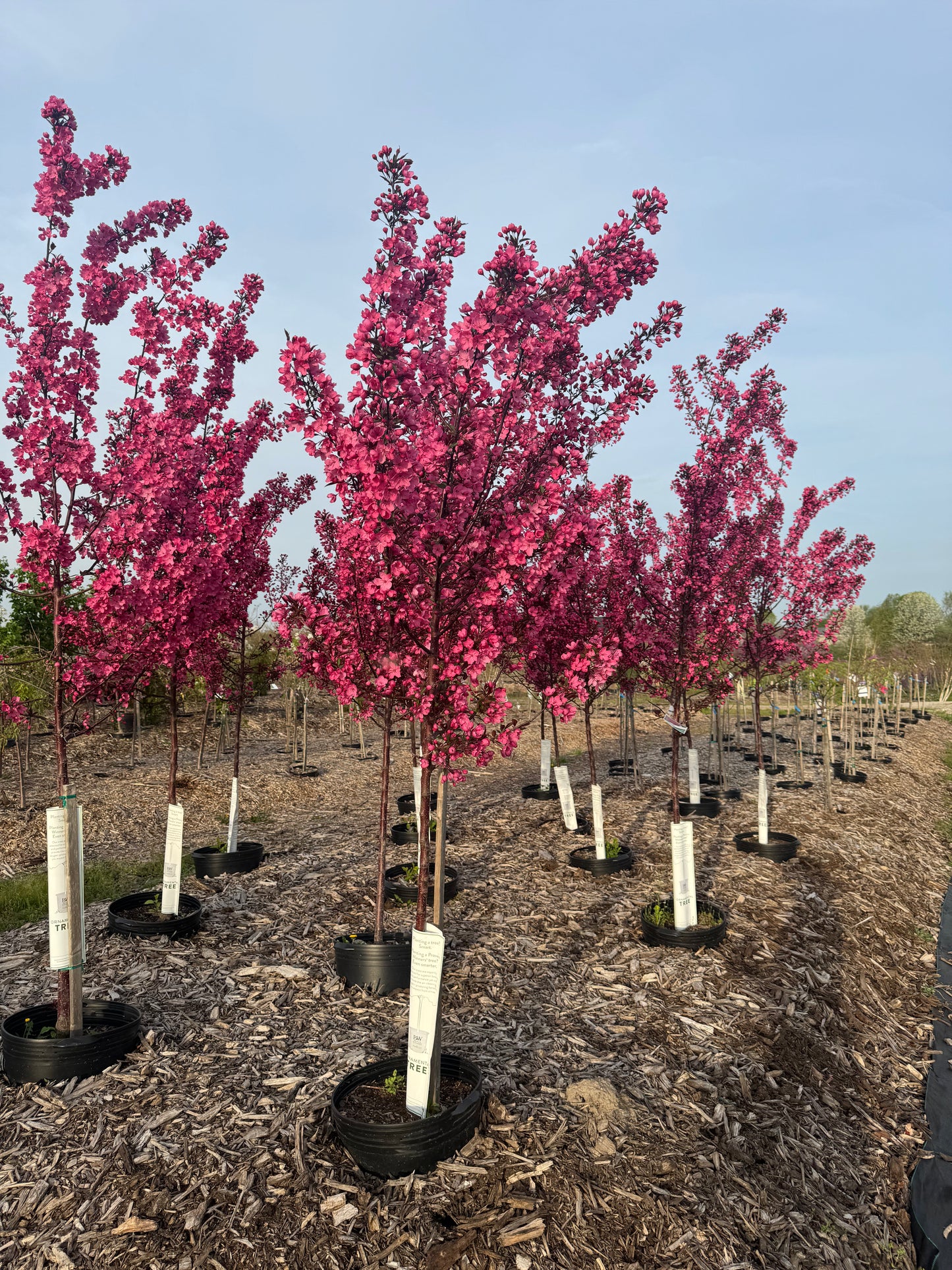 Malus Show Time Crabapple