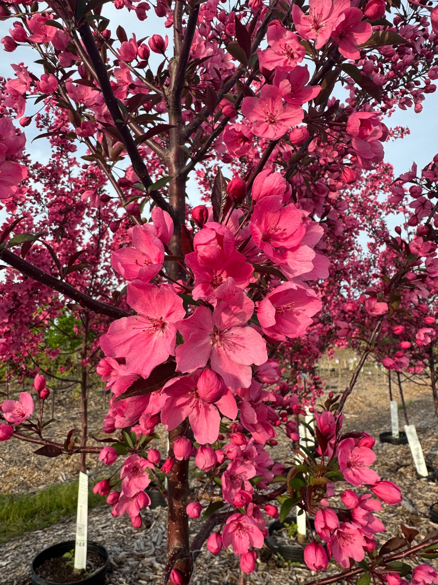 Malus Show Time Crabapple