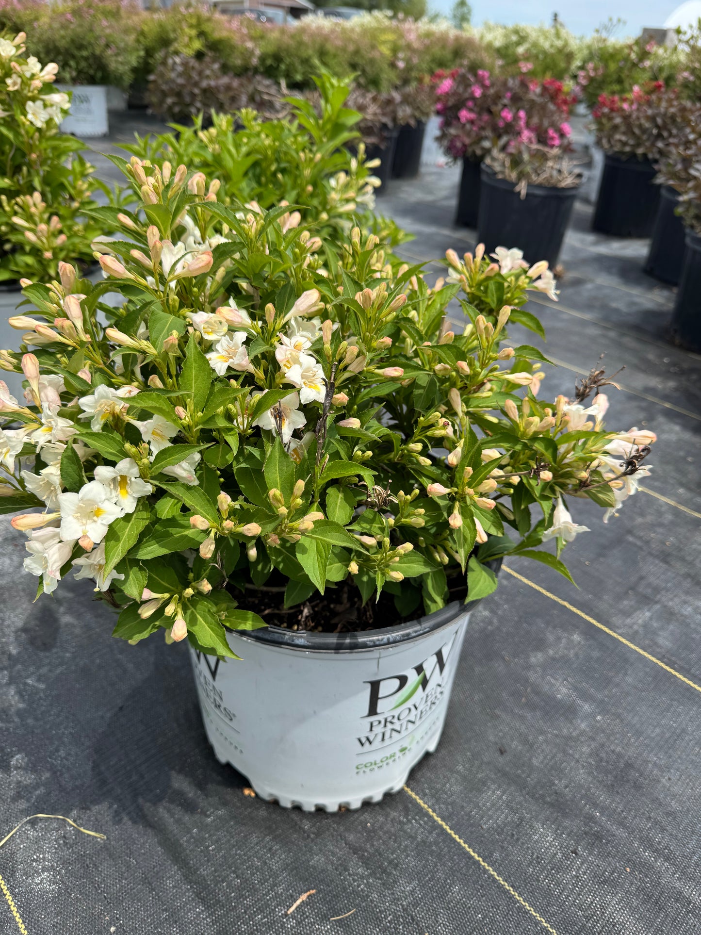 Weigelia sonic bloom pearl