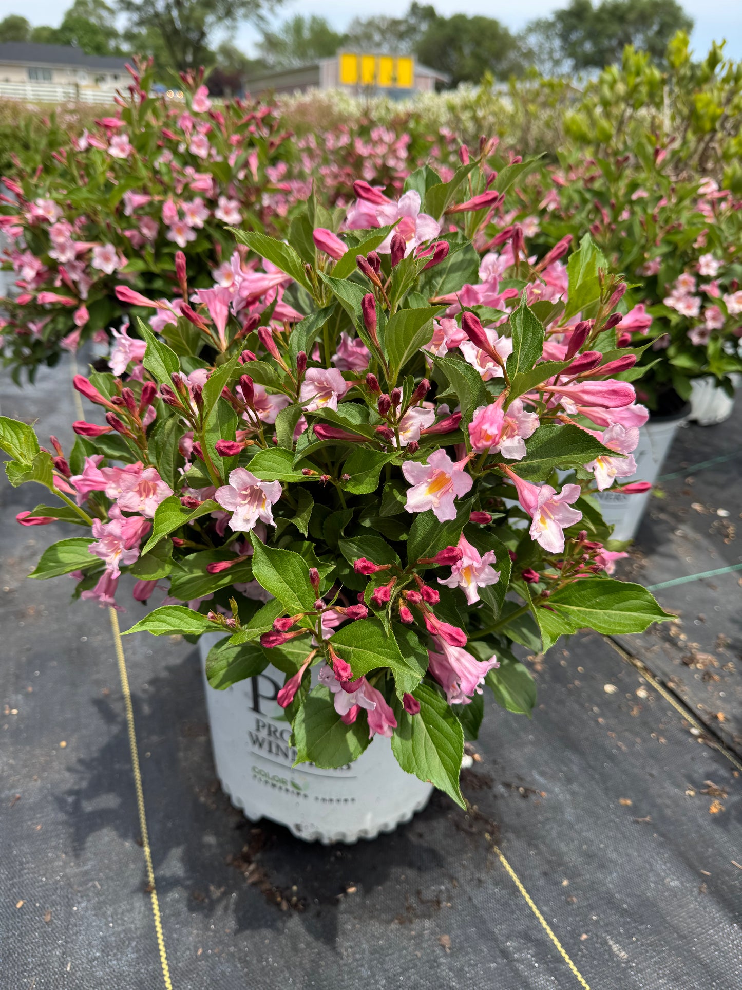 Weigelia sonic bloom pure pink