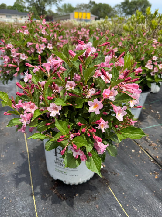 Weigelia sonic bloom pure pink