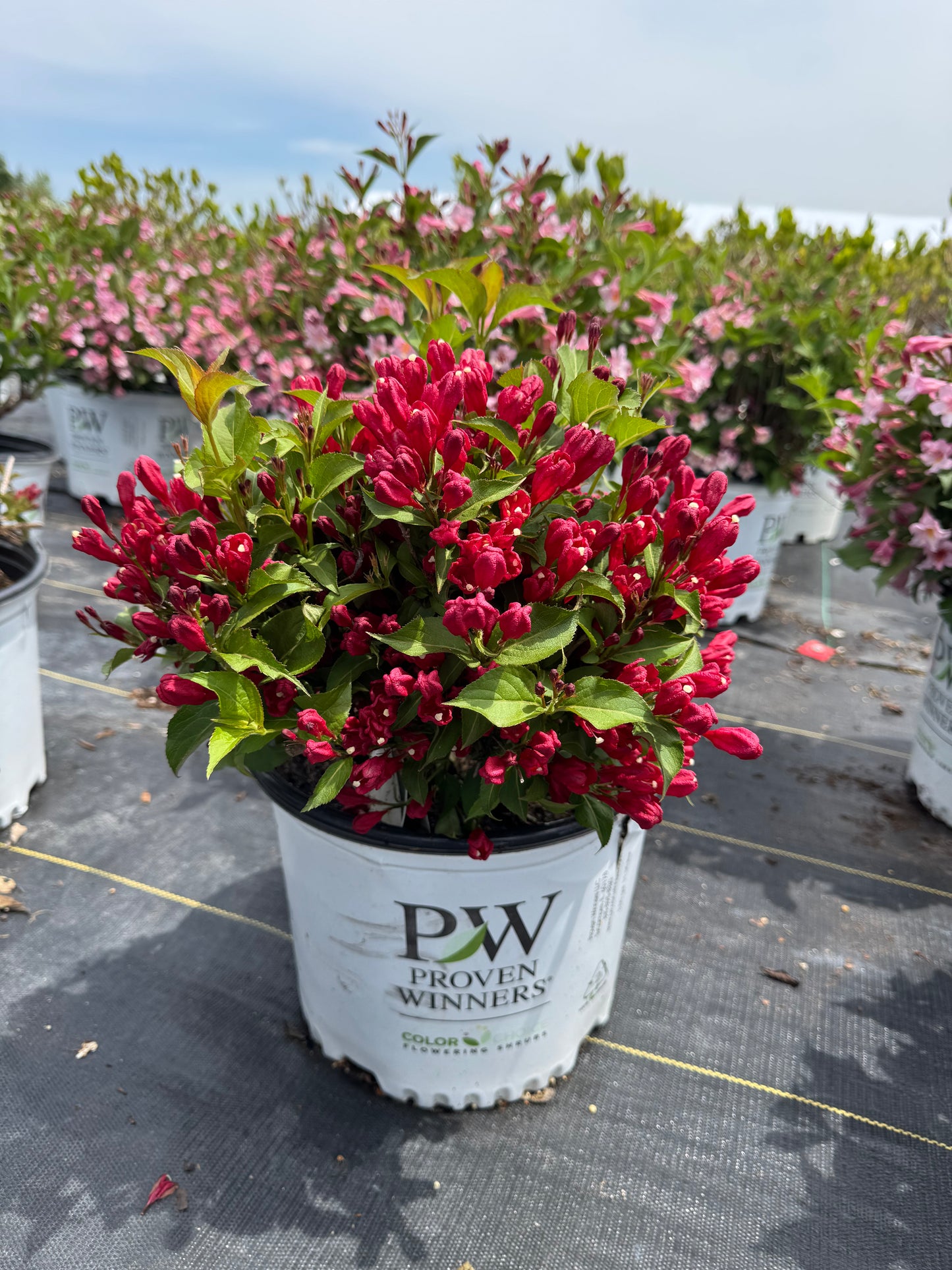 Weigelia sonic bloom red