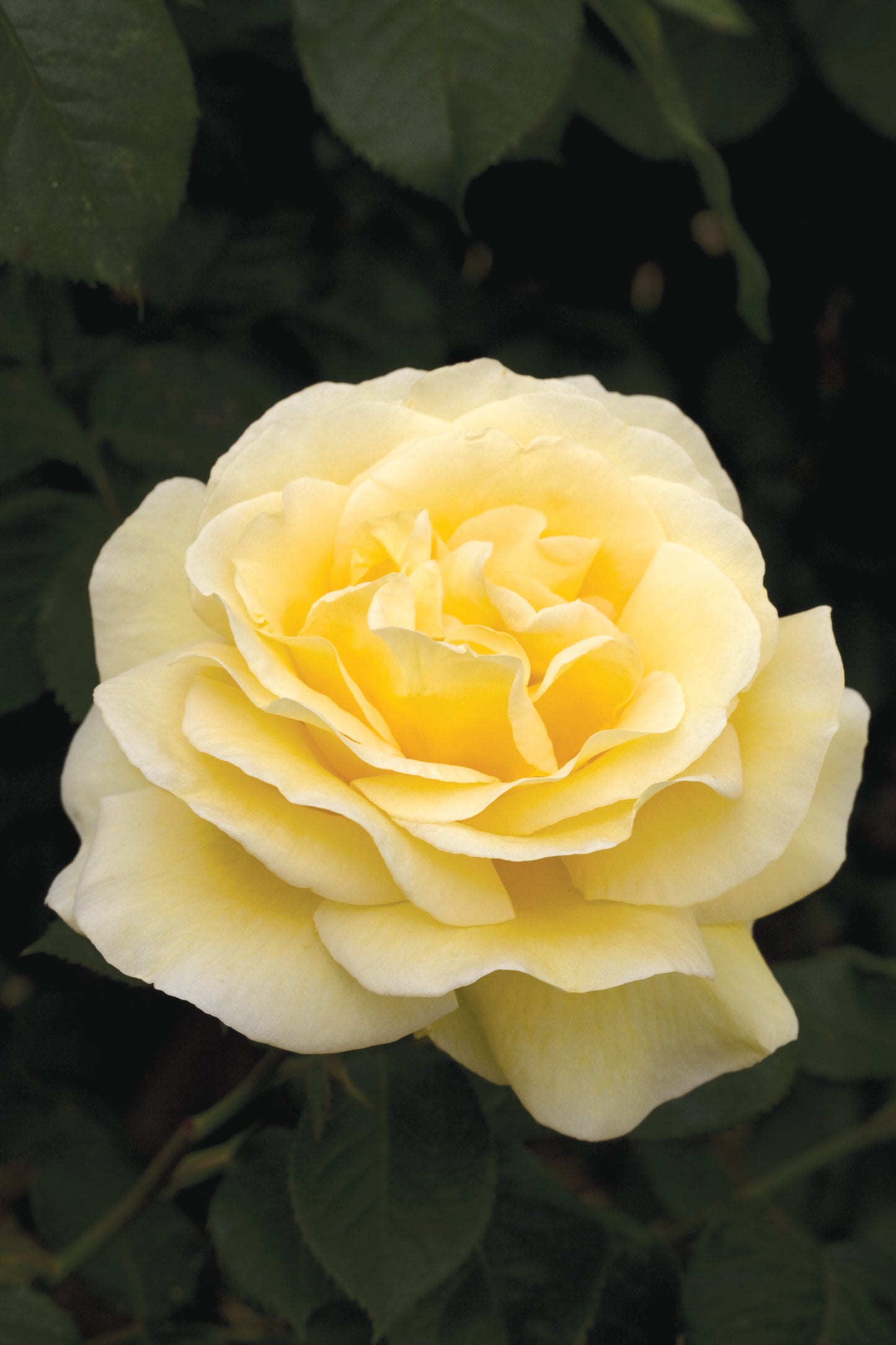 Gr sunshine daydream