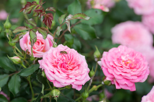 Drift rose sweet