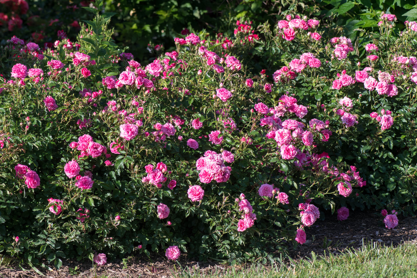 Drift rose sweet