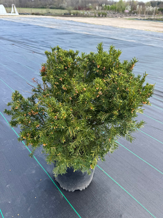 Taxus densiformis yew #5