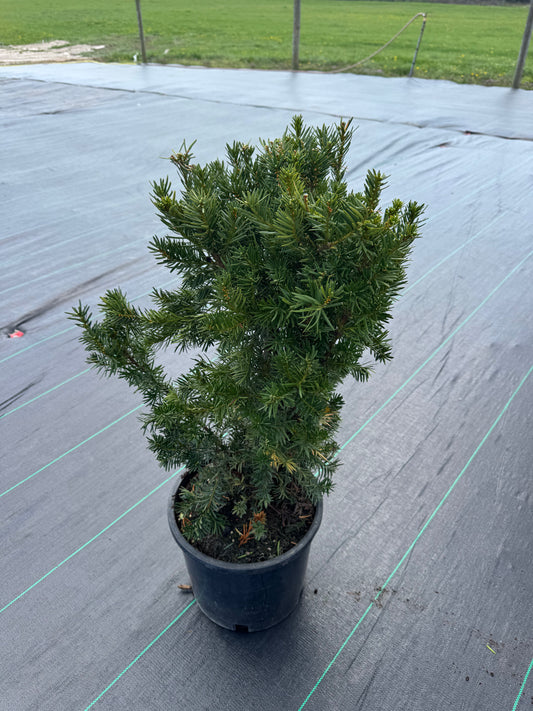 Taxus Hicksii yew