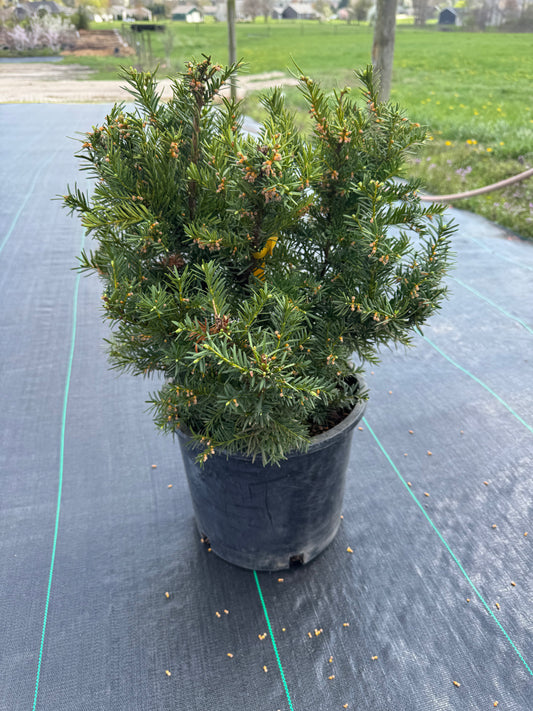 Taxus densiformis yew #3