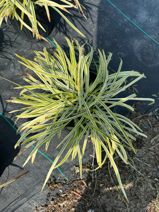 Variegated liriope