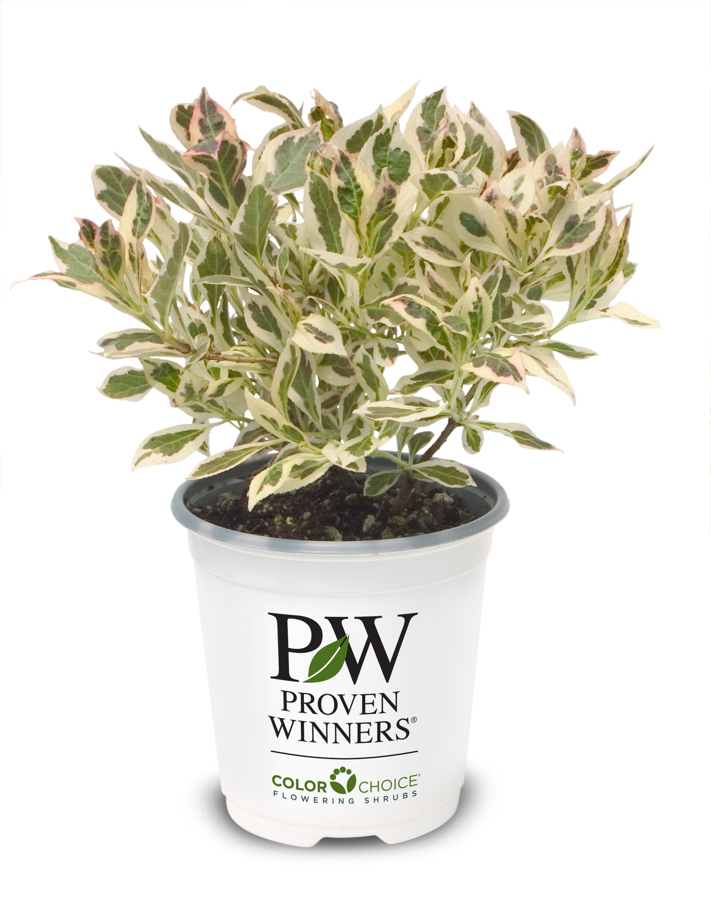 weigelia my monet sunset