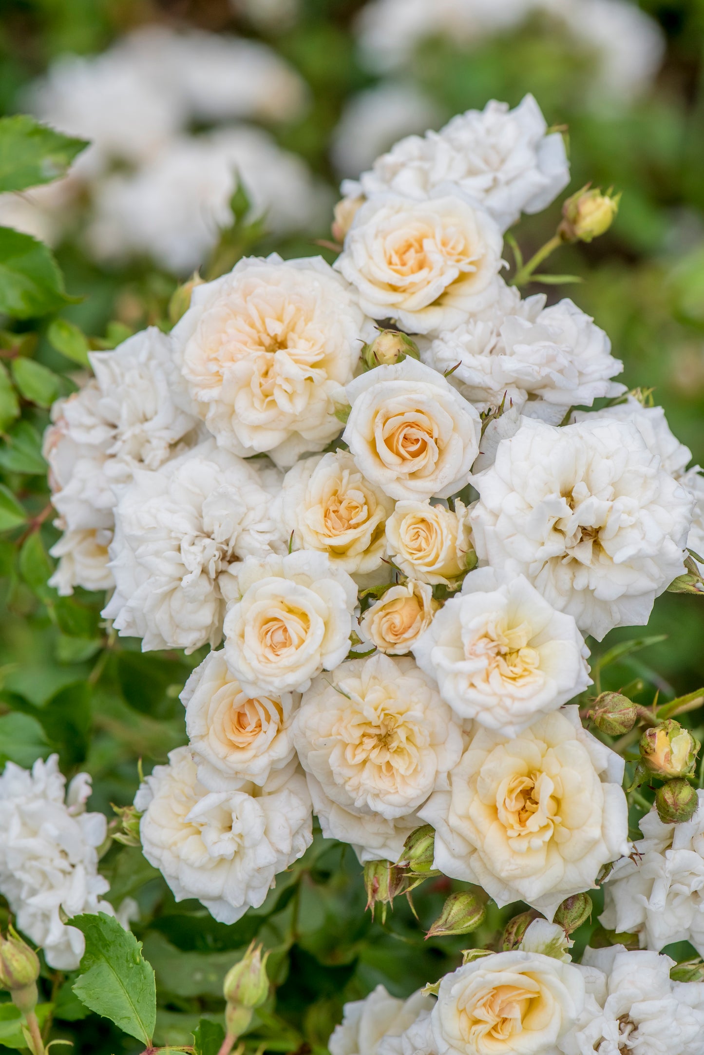 Drift rose white