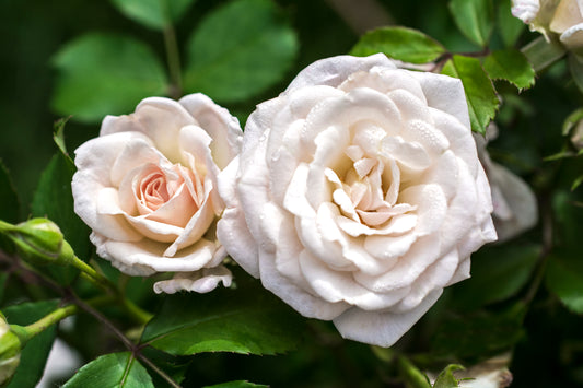 Drift rose white