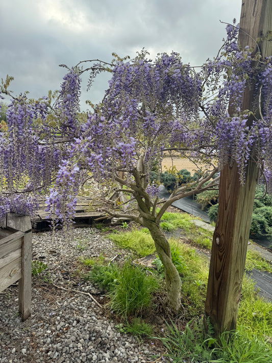 Wisteria