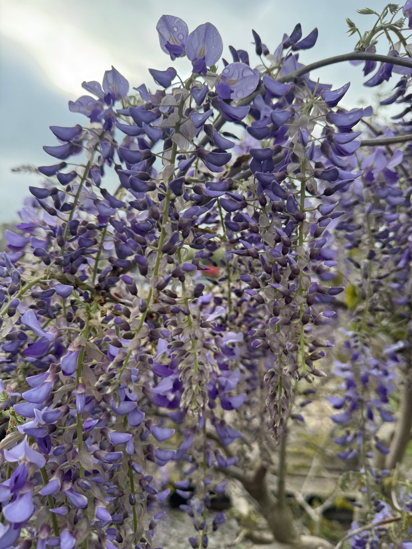 Wisteria