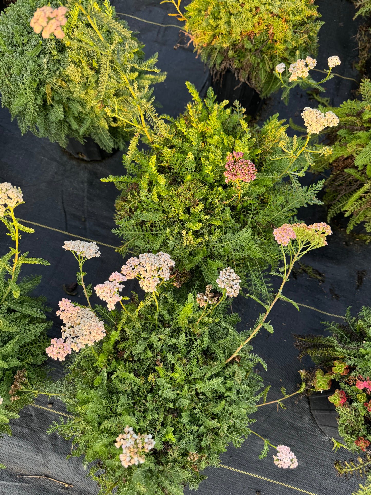 Yarrow multicolor