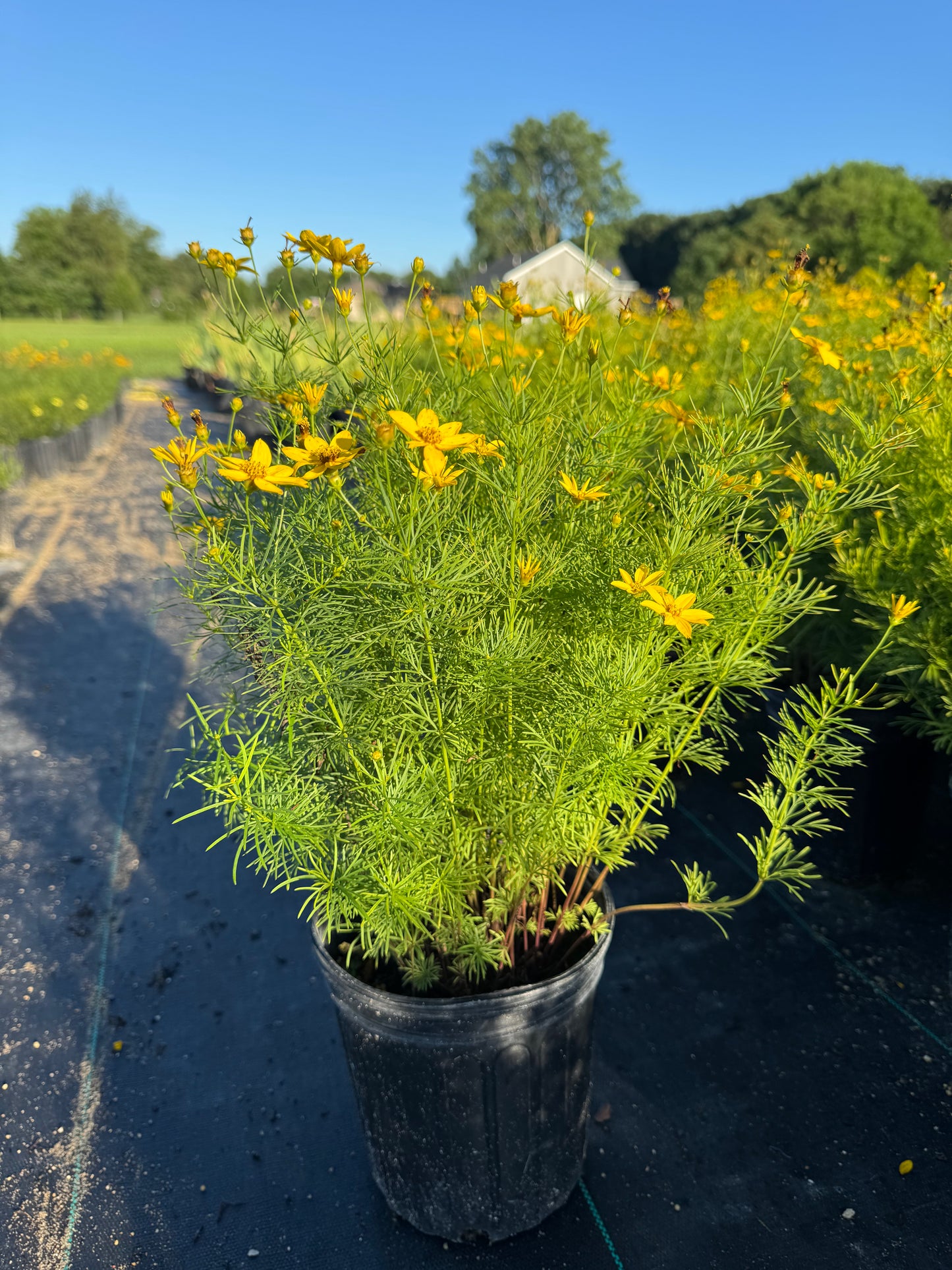 Coreopsis zegreb