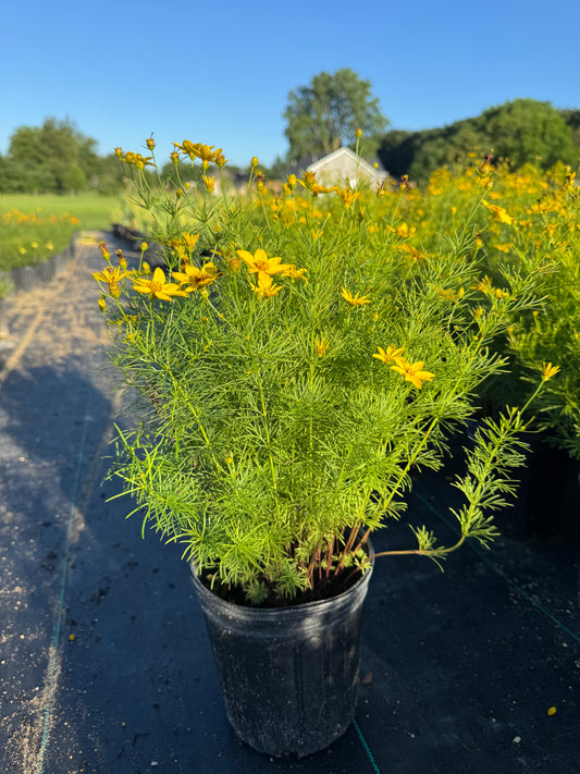 Coreopsis zegreb