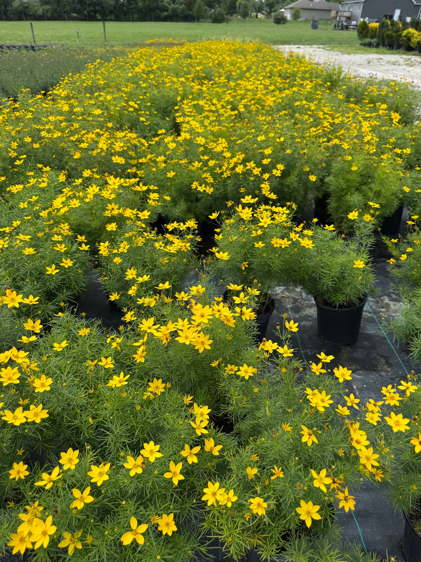 Coreopsis zegreb