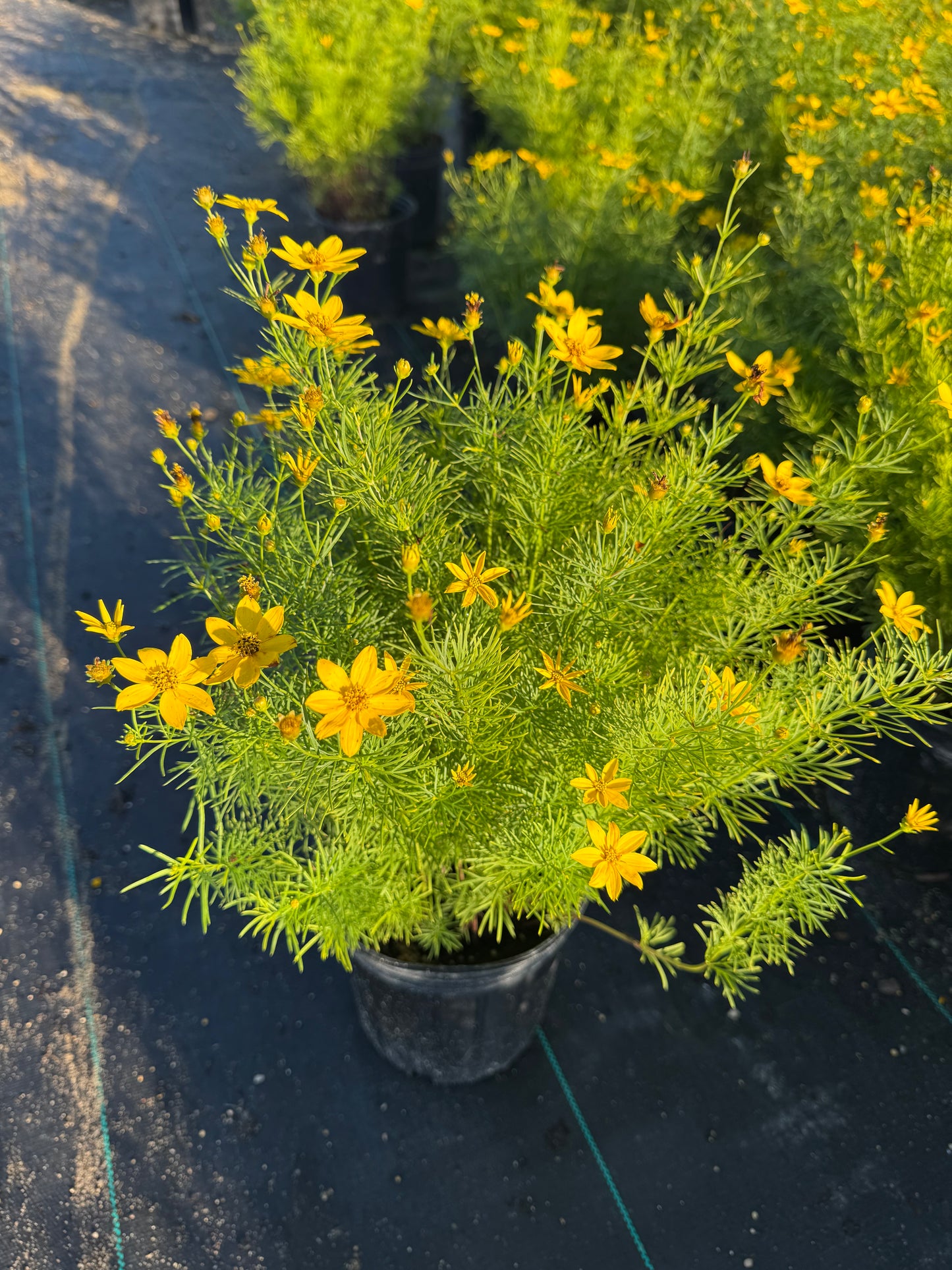 Coreopsis zegreb